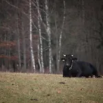 Prázdninový dům Lesni Plovarna B3 By Interhome *